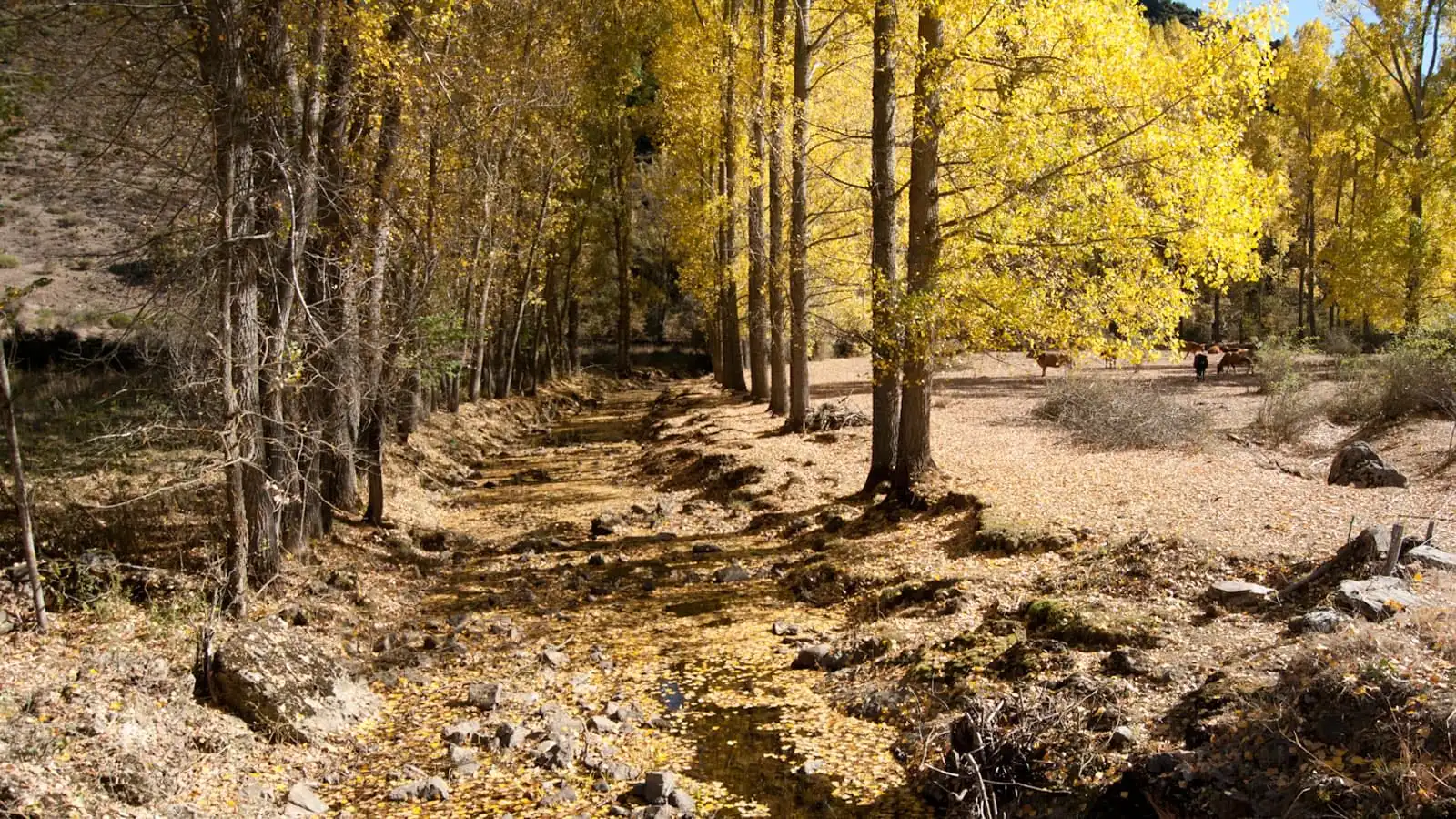 Bosque de otoño en la montaña de León cerca de Pallide