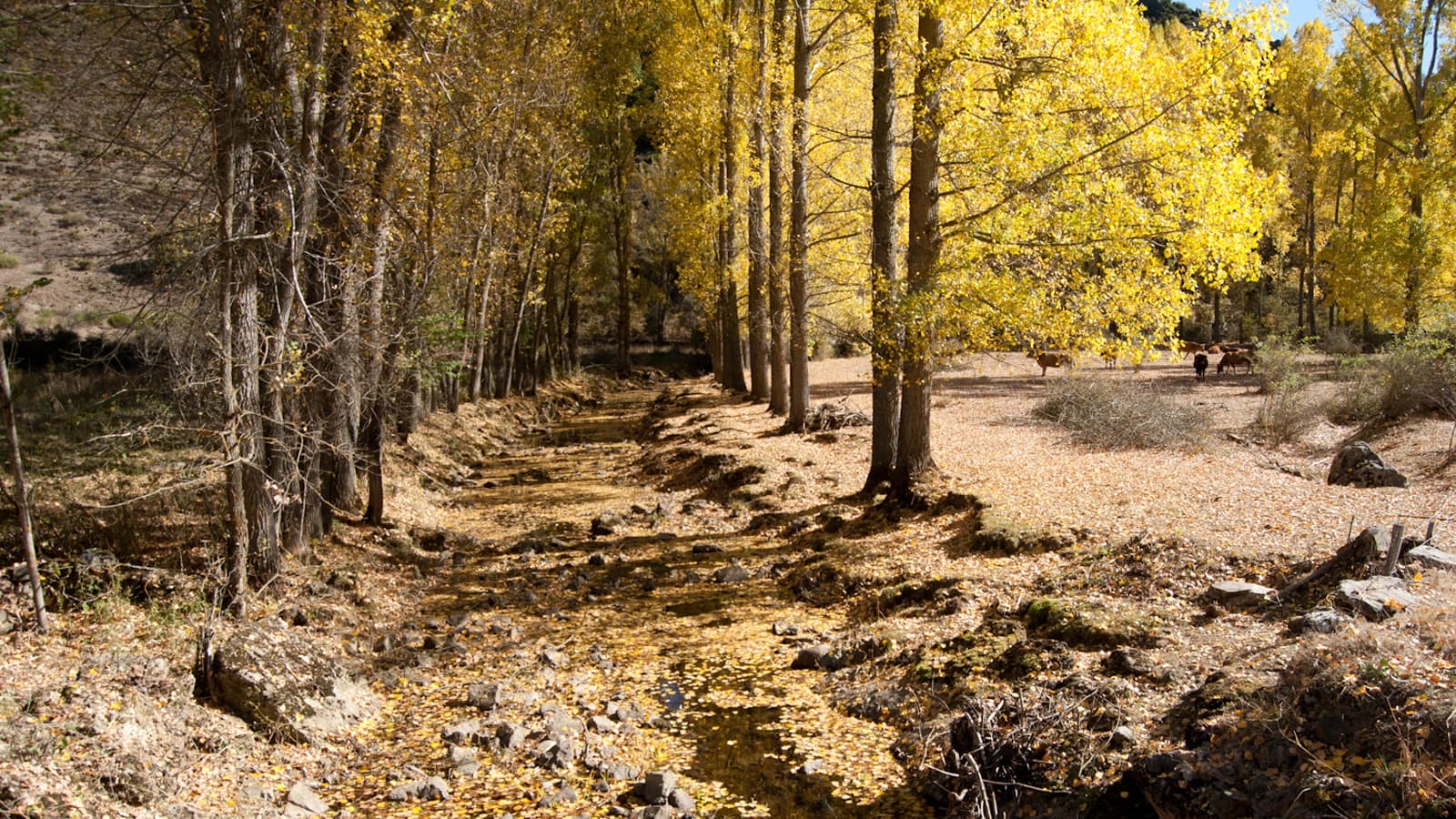 Sentiero nel bosco nelle montagne di León in autunno