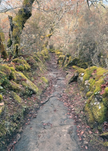 Sentiero nel bosco bordato di muschio