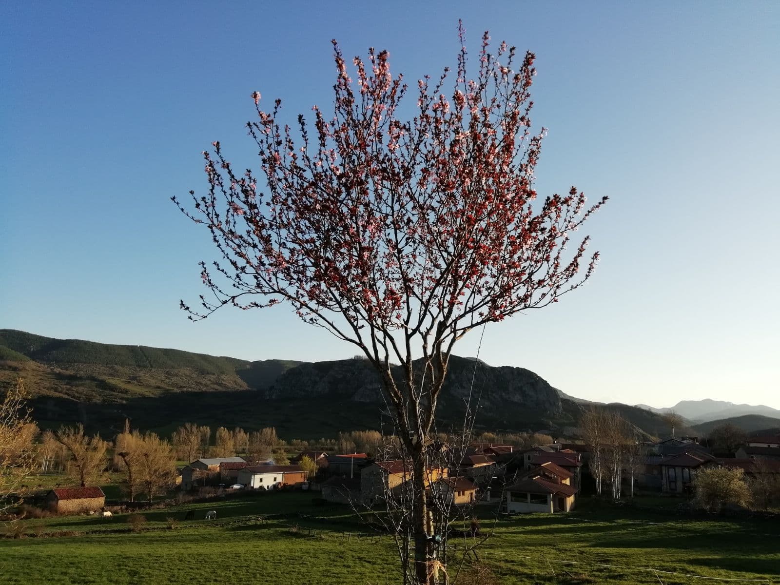 Tree blooming in spring with Pallide in the background