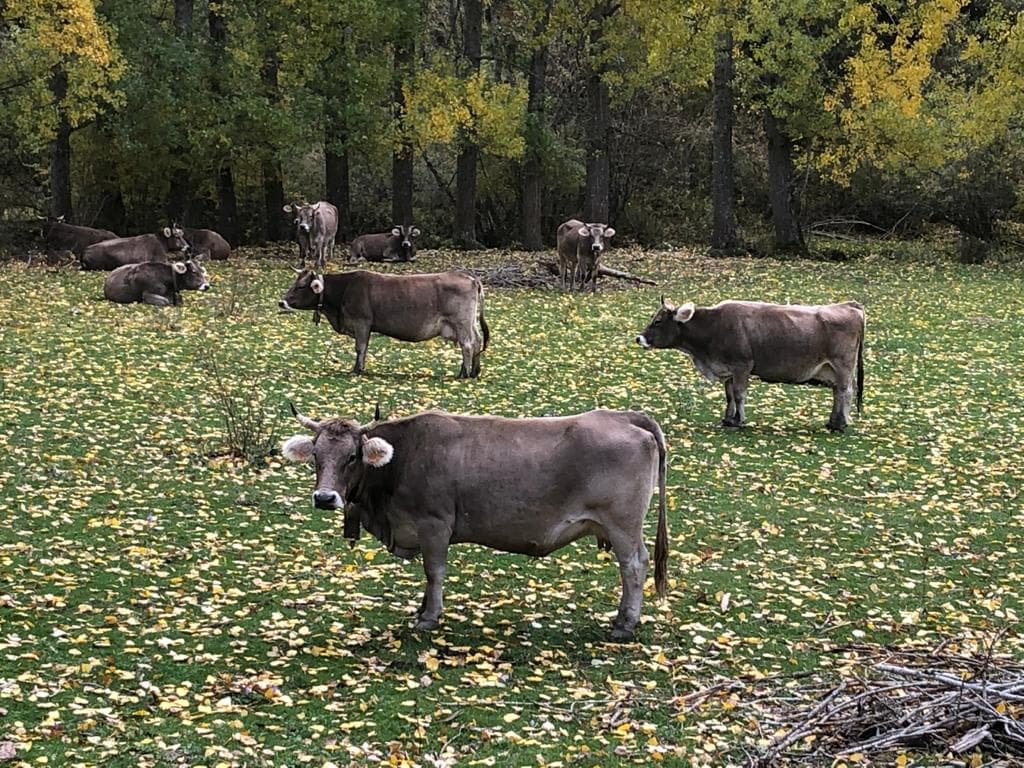 Vacas descansando no vale de Reyero no outono