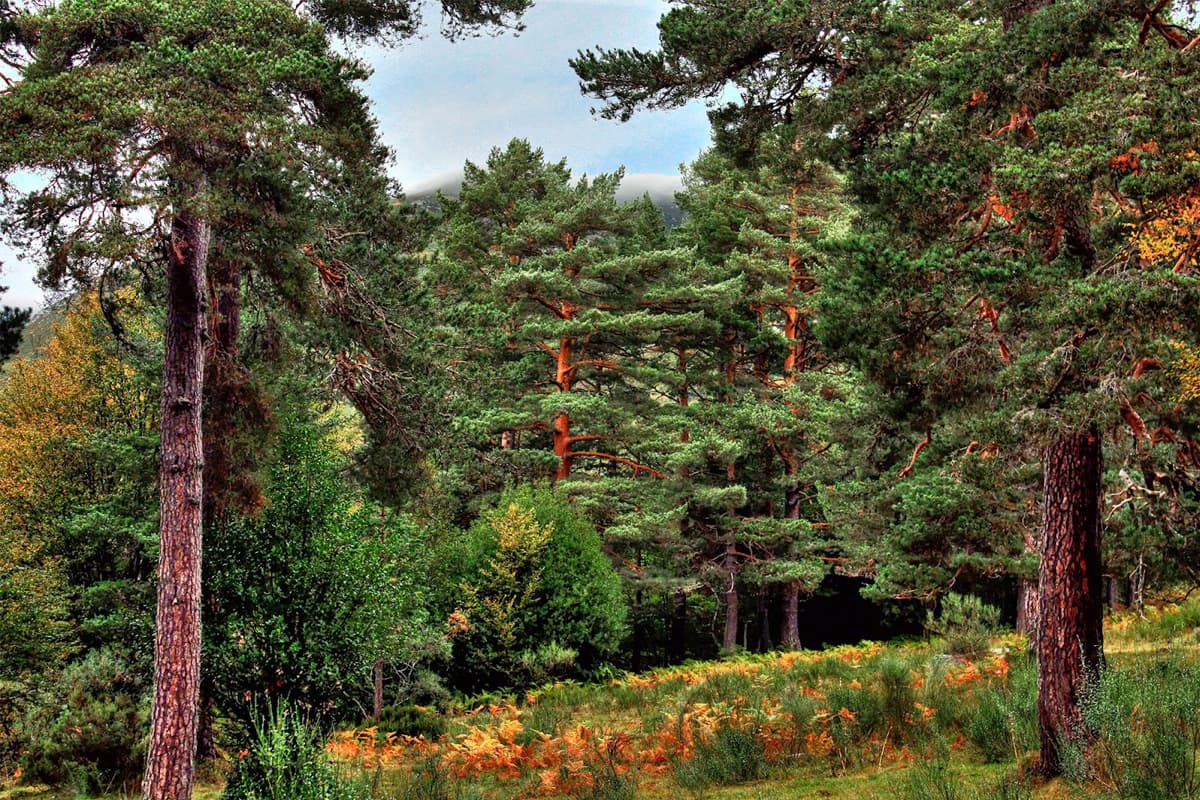 Pinar de Lillo nel Parco Regionale di Riaño e Mampodre