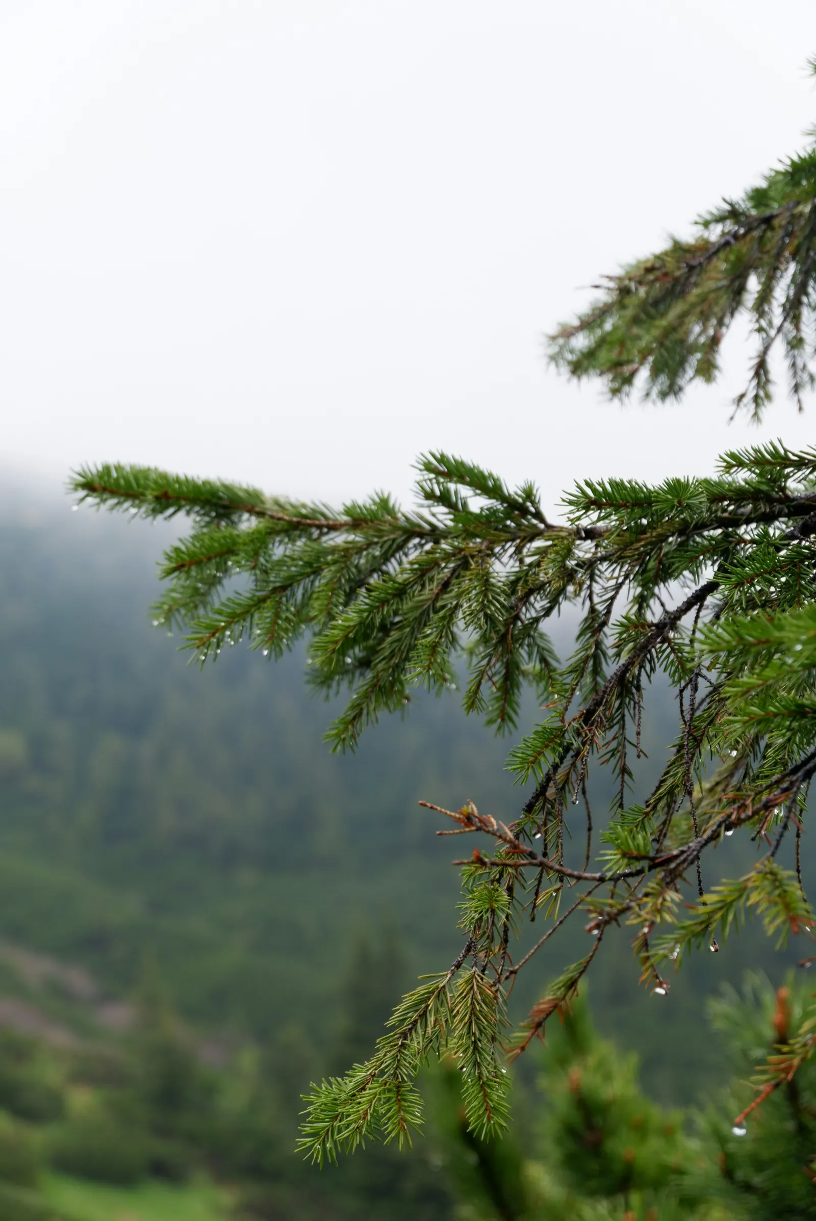 Lluvia sobre un pino en la montaña