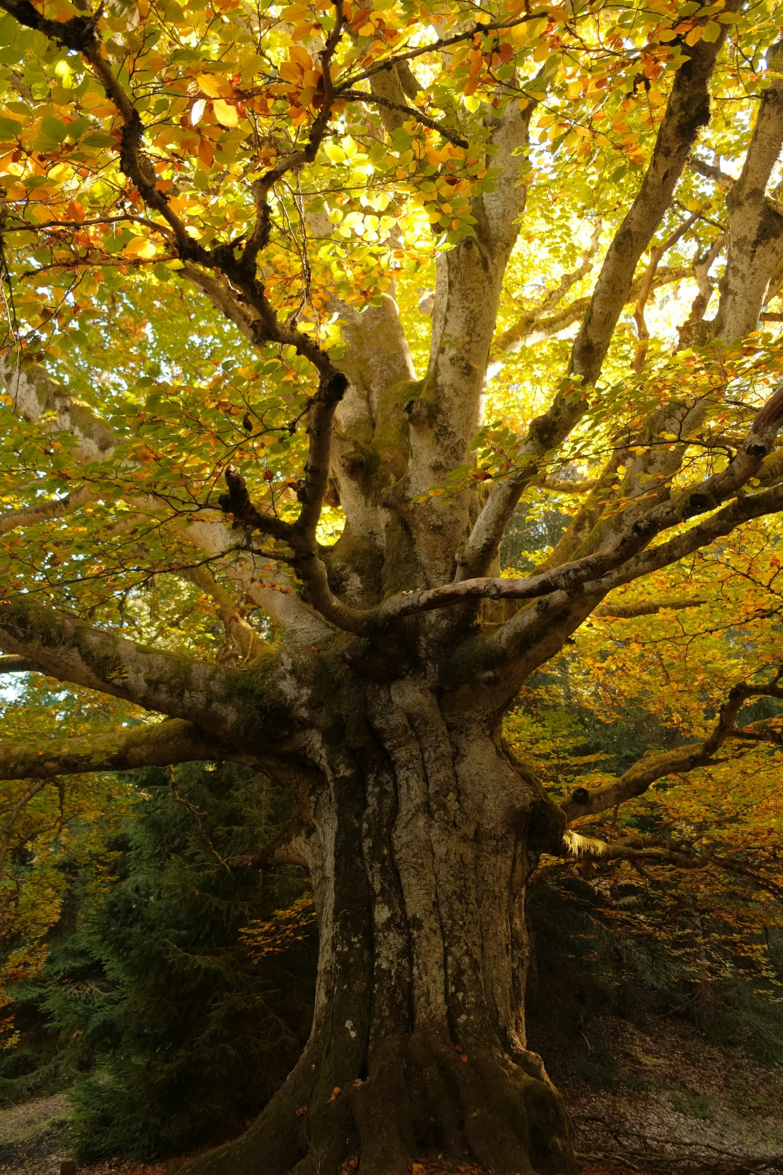 Haya gigante en el bosque