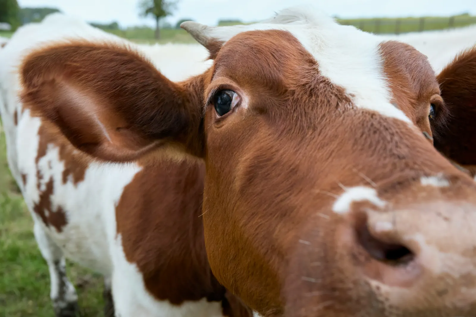 Niños viendo las vacas