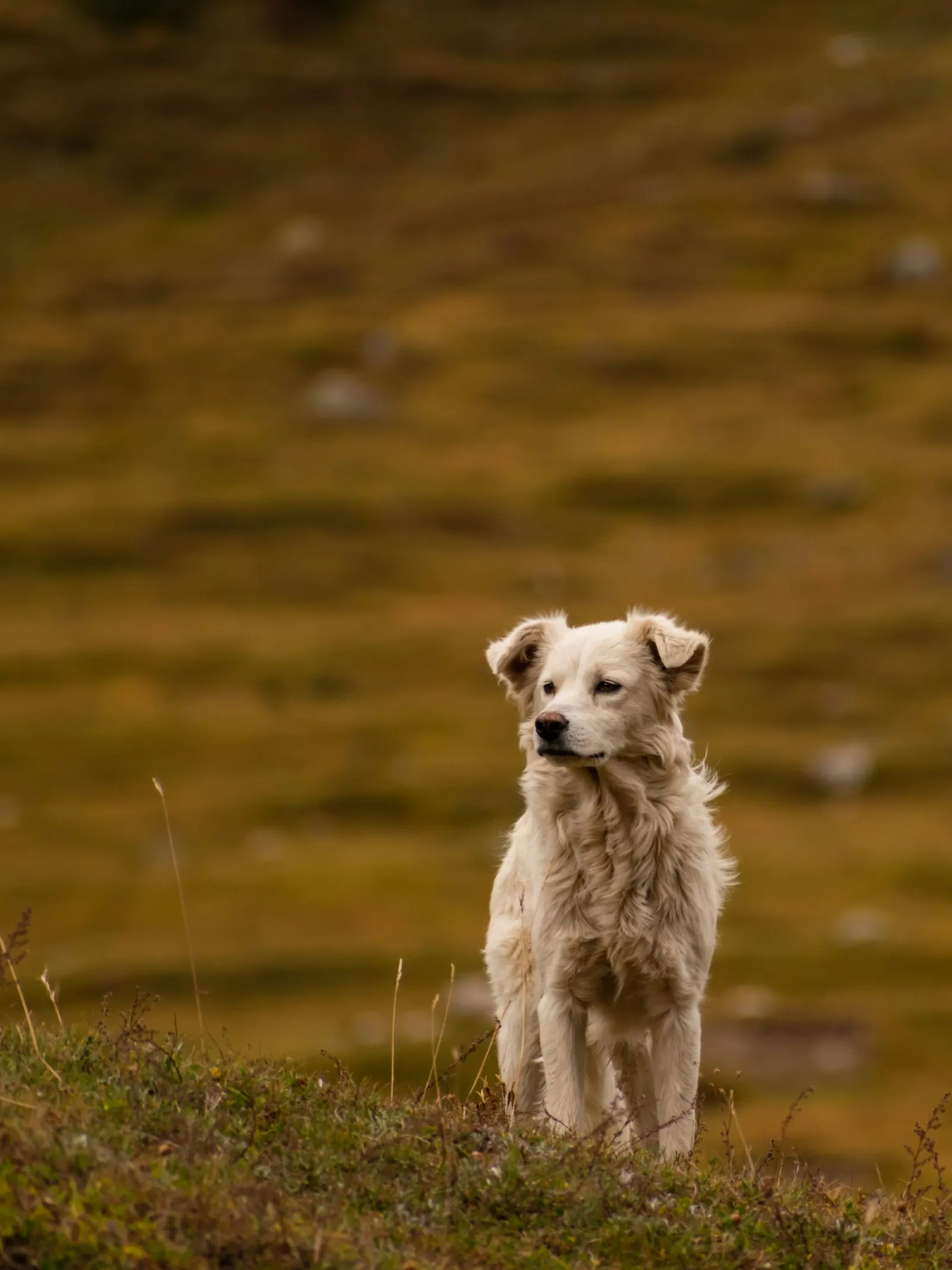 Un paseo con mi perro por la montaña